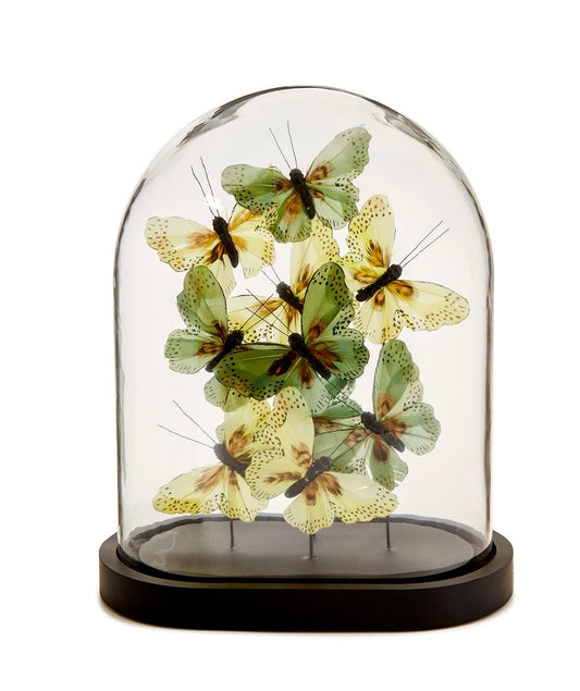 Flora and Fauna Butterflies in Oval Dome